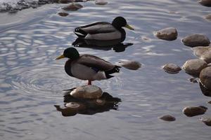 Mallard Ducks on Rocks and in Water photo