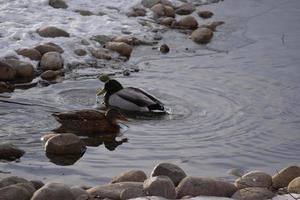 Mallard Ducks on Rocks and in Water photo