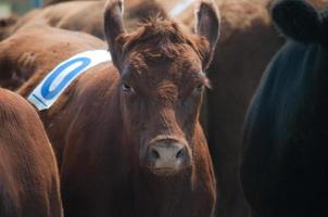 Brown Cow surrounded by herd photo