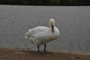 White Swan on the edge of a Pond photo