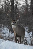 Lone Deer in Winter photo