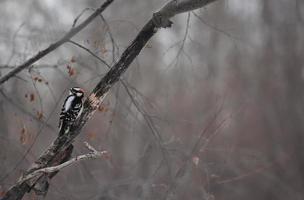 Downy Woodpecker sitting in a tree photo