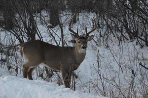 Lone Deer in Winter photo