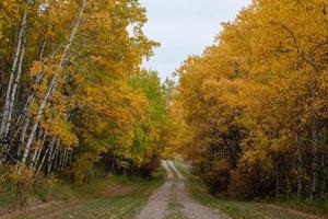 Back country road on the Canadian prairies in fall. photo