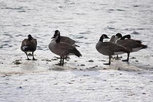 Canadian Geese on ice near open water photo