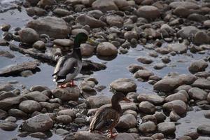 Mallard Ducks on Rocks and in Water photo
