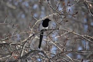 Single Magpie sitting in a tree photo
