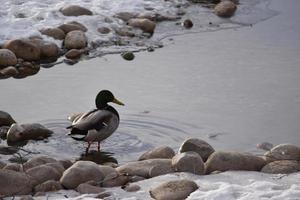 patos reales en las rocas y en el agua foto