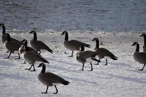 Canadian Geese on ice near open water photo