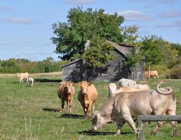 Curious herd of cattle approaches a fence photo