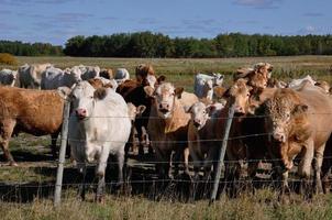 Curious herd of cattle approaches a fence