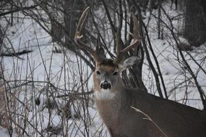 Lone Deer in Winter photo