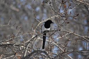 Single Magpie sitting in a tree photo