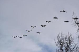 Multiple Canadian Geese Flying in Formation photo