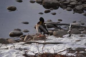 Mallard Ducks on Rocks and in Water photo