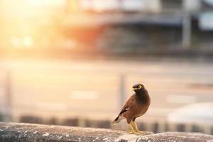 Acridotheres tristis or starling bird on city view with sun flare photo