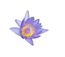 purple and yellow lotus in patal part on isolated white background photo