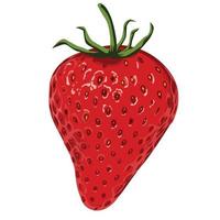 Strawberry fruit fresh vector template