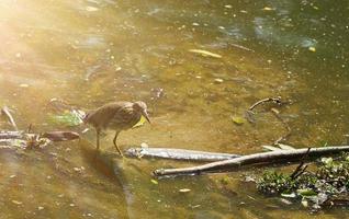 Bird walks in shallow water steam for find fish food to eat in nature photo