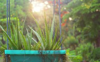 aloe vera o planta de hierbas en maceta colgante con vistas al jardín foto