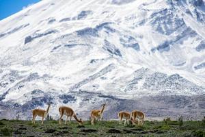 volcán chimborazo, ecuador foto