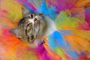 lindo gato con coloridos fragmentos de tutus de ballet foto