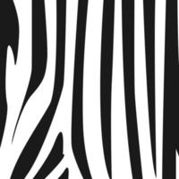 Zebra pattern on white background vector