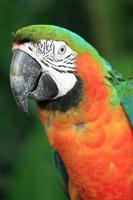 Colorfully of marcow parrot. photo