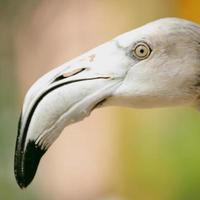 Close up head shoot of white flamingo. photo