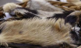 Animal skin with fur photo