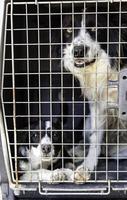 Dogs in a cage photo