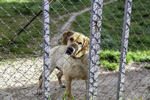 Abandoned and chained dog photo