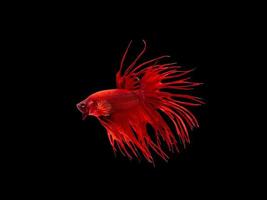 Action and movement of Thai fighting fish on a black background photo