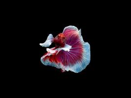 Action and movement of Thai fighting fish on a black background, Halfmoon Betta photo