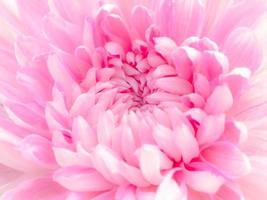 The patterns and textures are arranged and the beautiful color of the soft chrysanthemum photo