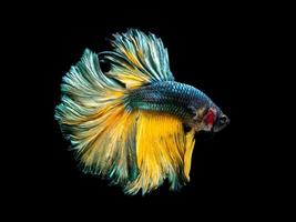 Action and movement of Thai fighting fish on a black background photo