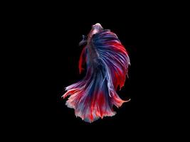 Action and movement of Thai fighting fish on a black background photo