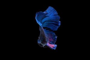 Action and movement of Thai fighting fish on a black background photo