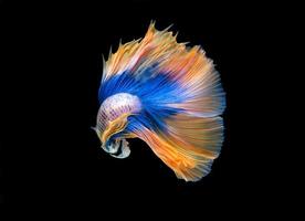 Action and movement of Thai fighting fish on a black background photo