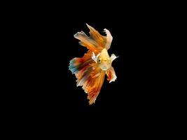 Action and movement of Thai fighting fish on a black background, Half moon Betta photo