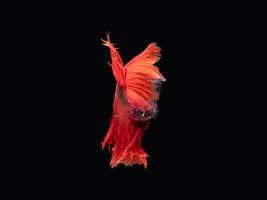 Action and movement of Thai fighting fish on a black background photo