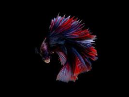 Action and movement of Thai fighting fish on a black background photo