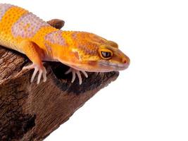 gecko leopardo, una linda mascota que parece una sonrisa todo el tiempo, encaramada en madera seca sobre un fondo blanco foto