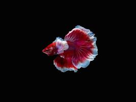 Action and movement of Thai fighting fish on a black background photo