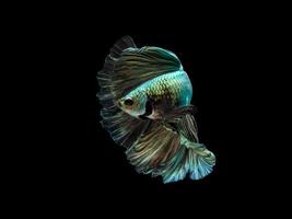 Action and movement of Thai fighting fish on a black background photo