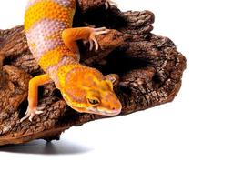 Leopard Gecko, a cute pet that looks like a smile all the time, perched on dry wood on a white background photo