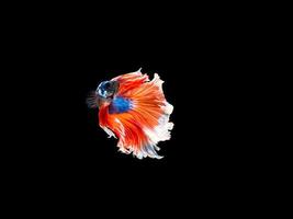 Action and movement of Thai fighting fish on a black background photo