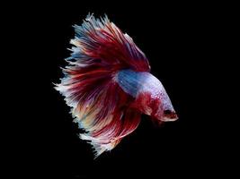 Action and movement of Thai fighting fish on a black background photo