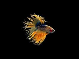 Action and movement of Thai fighting fish on a black background, Crowntail Betta photo