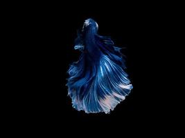 Action and movement of Thai fighting fish on a black background photo